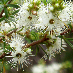 White Kunzea flowers
